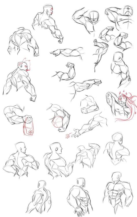 The faculty admissions committee seeks portfolios that show evidence of strong, creative life drawing skills, artistic originality, and the potential to tell stories and develop characters using sequential imagery. Muscle studies by Zummeng on DeviantArt | Anatomy drawing, Cartoon drawing tutorial, Cartoon ...