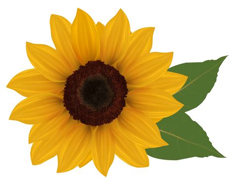 Large Size Sunflowers Clipart Commercial Use Ok Sunflowers Png Summer