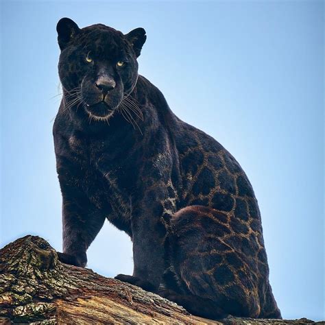 ‘gorgeous Rare Female Black Jaguar Cub Is Born At Englands Big Cat
