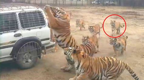 11 Scary Tiger Encounters Not To Watch At 628 Pm Youtube