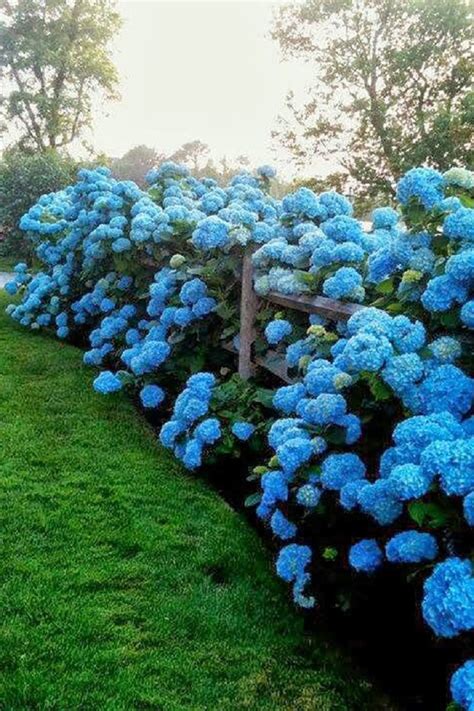 Get Ready For Spring By Dreamy Hydrangea Gardens Godiygocom