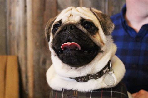 A Popup Pug Cafe Is Coming To London Metro News