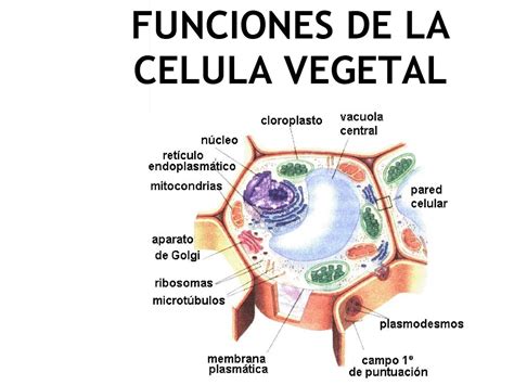 La Celula Vegetal Y Sus Partes Y Funciones Hot Sex Picture
