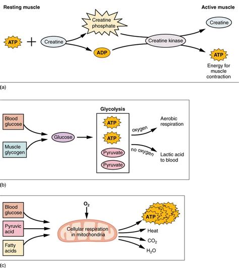 Photosynthesis is the process by which green plants use sunlight energy to make their own food. Difference Between Aerobic and Anaerobic Muscles | Compare ...