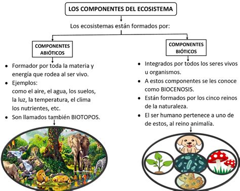 El Ecosistema