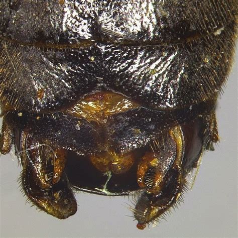 Eurhadinoceraea Amauros Dei Gishym12684 Male Distal Abdominal Terga