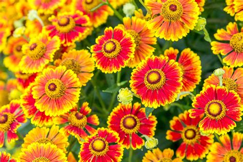 How To Grow And Care For Helenium Sneezeweed