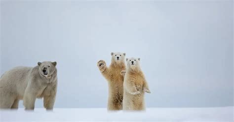 Heartwarming Moment Polar Bear Cub Appears To Wave To Photographer In