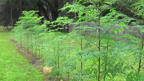 Where to buy moringa supplements. Growing Moringa Oleifera - YouTube