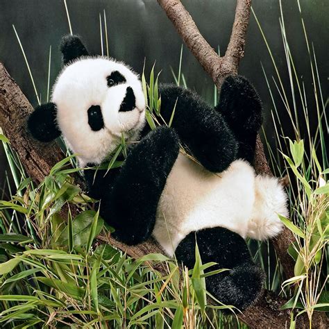 Kösen Usa 6610 Shan Panda Sitting