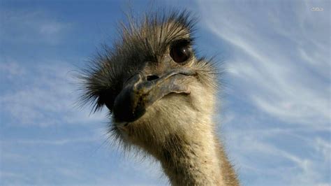 Funny Looking Ostrich Wallpaper 1920x1080 25127