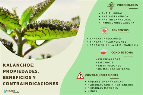 Kalanchoe Contraindicaciones Propiedades Y Beneficios Bryophyllum The Sexiz Pix