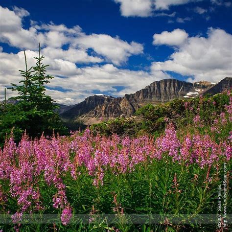 Beautiful Alpine Wild Flowers At Sunshine Meadows