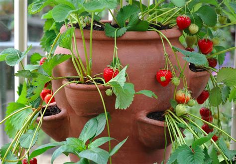 13 Things You Can Use As A Strawberry Planter Garden And Happy