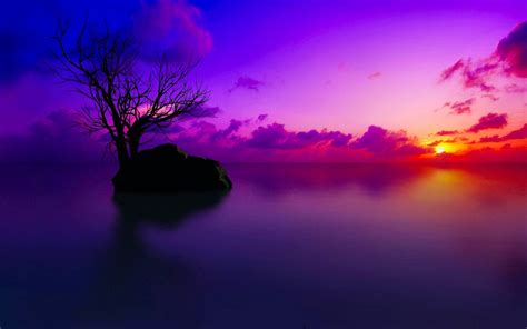 A Tree In The Middle Of The Sea Sunset Wallpaper Landscape