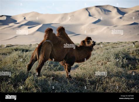 Bactrian Camel Two Humps Near Khongoryn Els Singing Sands Sand