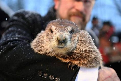 C’est le Jour de la marmotte, mais d’où vient cette tradition bien