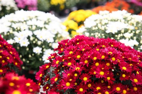 Mums are so colorful and versatile. Mums