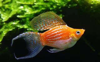 Ikan hias adalah salah satu pilihan utama sebagai hewan peliharaan rumah yang cocok untuk dipelihara, berikut cara merawat dan berbagai jenis jenis ikan hias populer. Cara Memelihara Ikan Hias Guppy