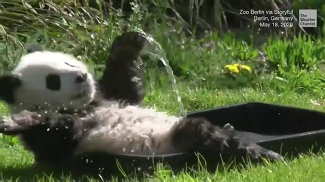 Panda Cub Splashes Around At The Berlin Zoo Videos From The Weather