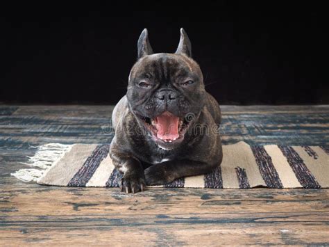 Dog Yawning Funny Bulldog Lying On The Floor Stock Image Image Of