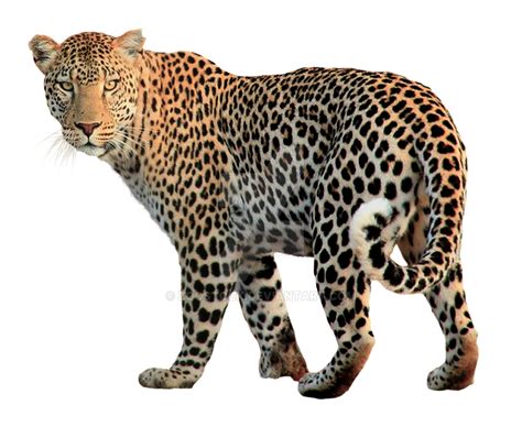 Animal Jaguar On A Transparent Background By Zoostock On Deviantart