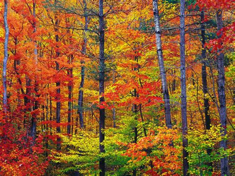 Download America The Beautiful In Autumn Peak Fall Foliage Dates For