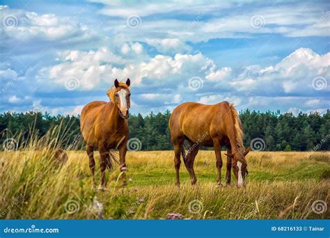 Two Horses On The Meadow Stock Image Image Of Farming 68216133