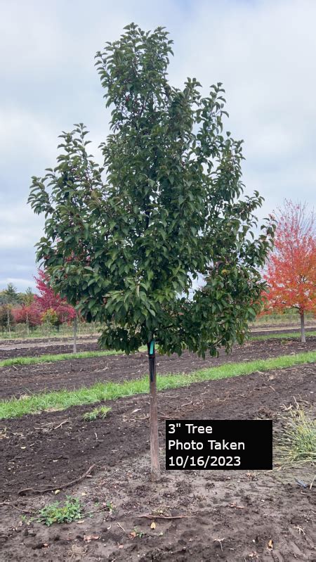 Red Jewel Crabapple Tree Plant Inventory Goodmark Nurseries