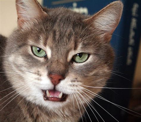 ¿Por qué los gatos abren la boca cuando huelen algo? - Info - Taringa!