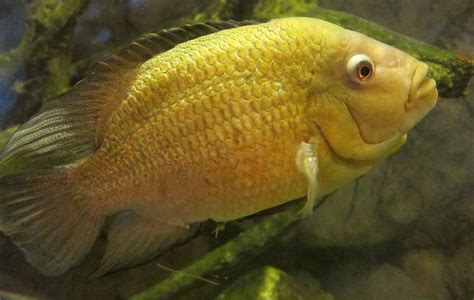Free Yellow Fish Sinaloan Cichlid Stock Photo