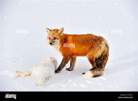 Red Fox Vulpes Vulpes Consuming An Arctic Fox Alopex Lagopus