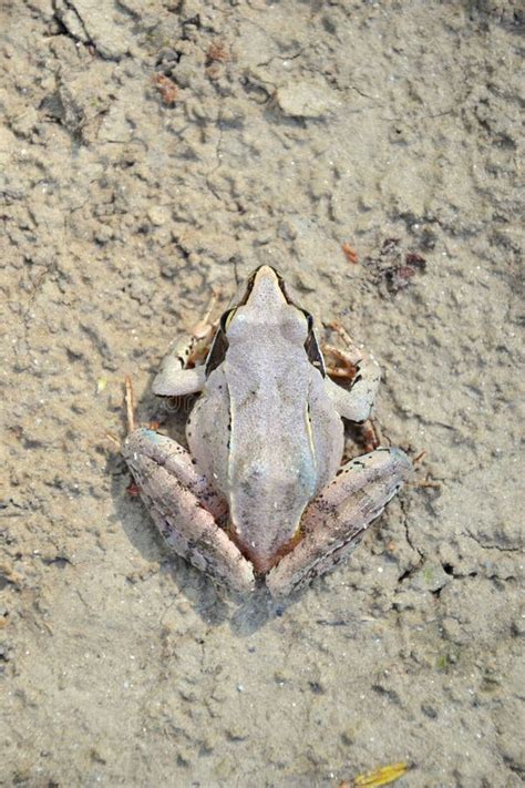 Agile Frog Rana Dalmatina Stock Photo Image Of Amphibian Amphibia