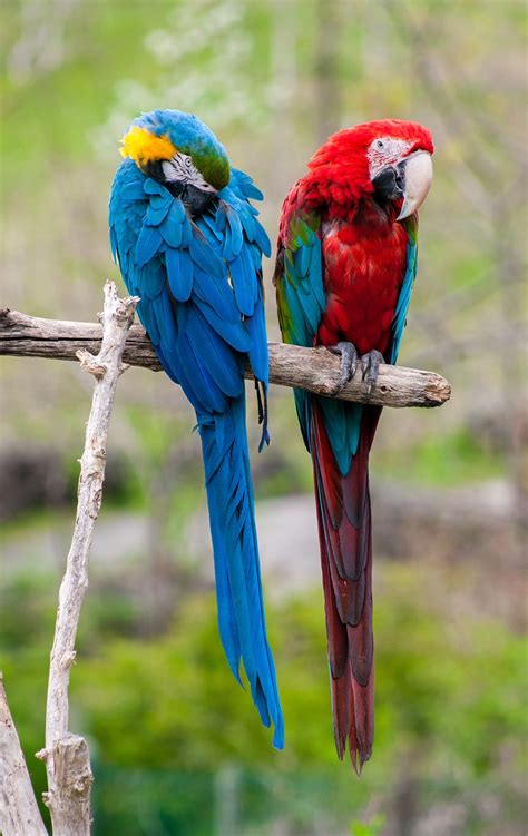 Studies over the past 30 years continually show that parrots engage in much more. Blue & Yellow Macaw & Scarlet Macaw | Blue gold macaw ...