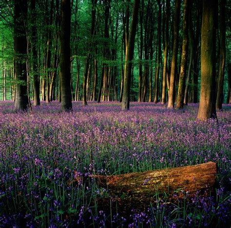 Green And Violet Forest Meadow Woods Forest And Meadows Pinterest
