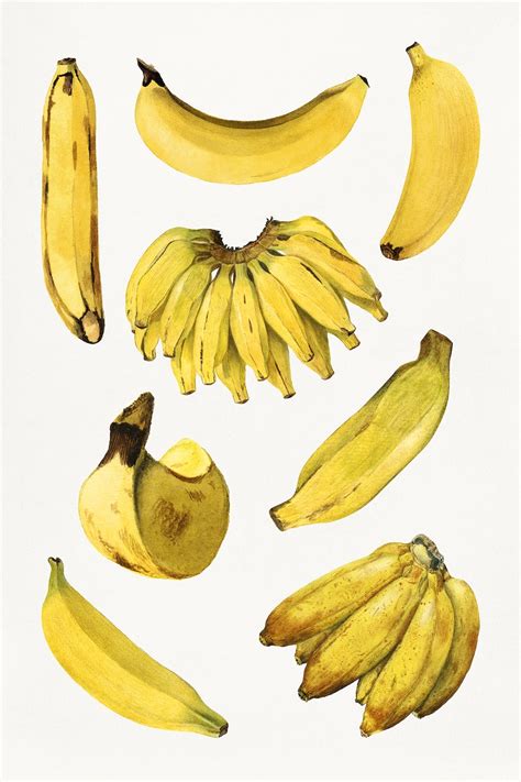 Detailed Hand Drawn Fresh Banana Set