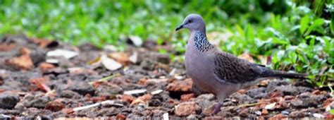 See more ideas about computer wallpaper, wallpaper, desktop wallpaper. Cara Menjerat Burung Tekukur atau Spotted dove ...