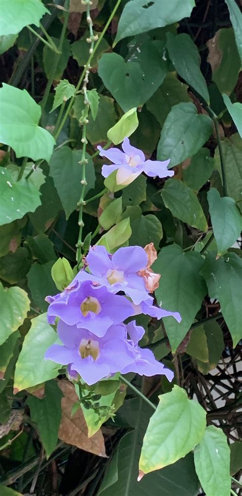 Purple Flowers That Grow On A Vine Flowersxm
