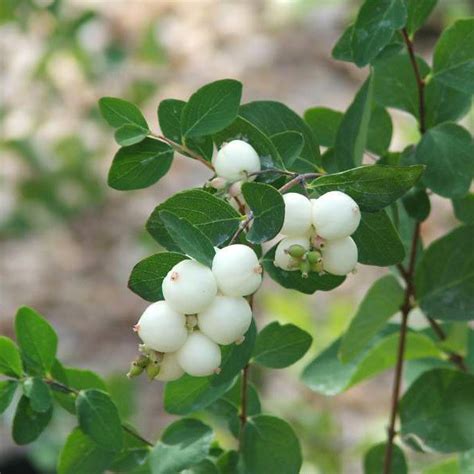 Snowberries Maturity Graduating Set Of 7 Veiner Botanically Correct