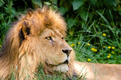 Magnificent Lion Of Africa Free Stock Photo Public Domain Pictures
