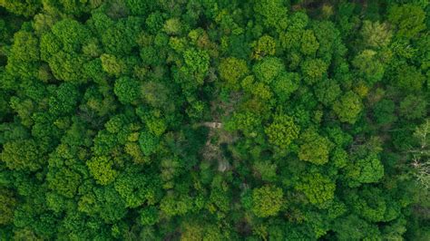 Aerial View Of Green Trees Plants Bushes Hd Forest Wallpapers Hd