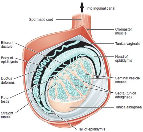Anatomy And Physiology Of The Male Reproductive System Anatomy And