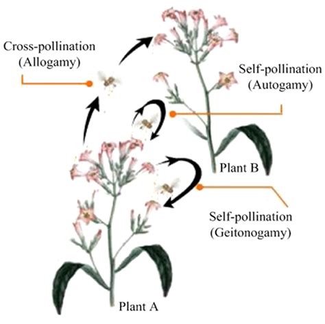 Flower Pollination In Nature Download Scientific Diagram
