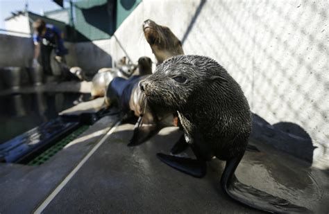 Large Numbers Of Guadalupe Fur Seals Dying Off California 893 Kpcc