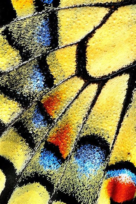 Ailes On Pinterest Beautiful Butterflies Butterfly Wings Patterns