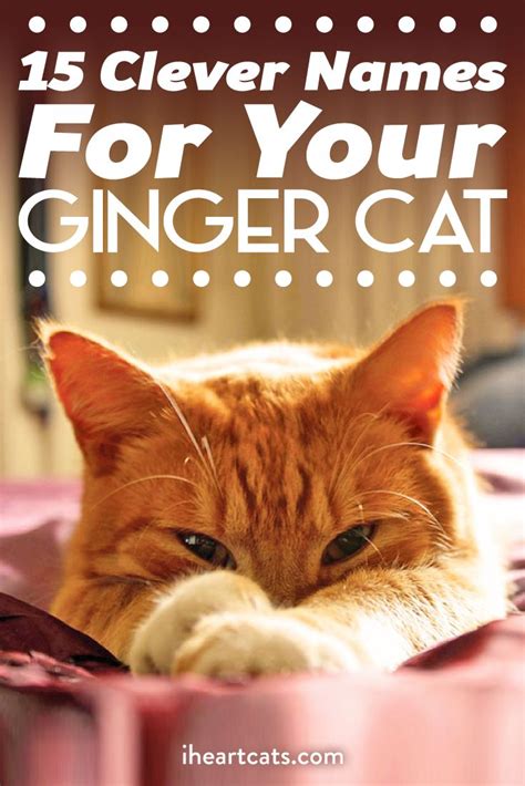 It is important to use a name that conveys the proper image of your cat. 15 Clever Names For Your Ginger Cat | Cat Overlords ...