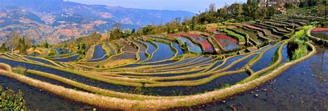 Tours Of Yuanyang Rice Terraces Bamboo Travel