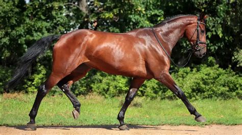 Holsteiner Horse Facts And Information Breed Profile