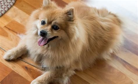 16 Pomeranian Mixes All Different Kinds Of Pomi Perfection