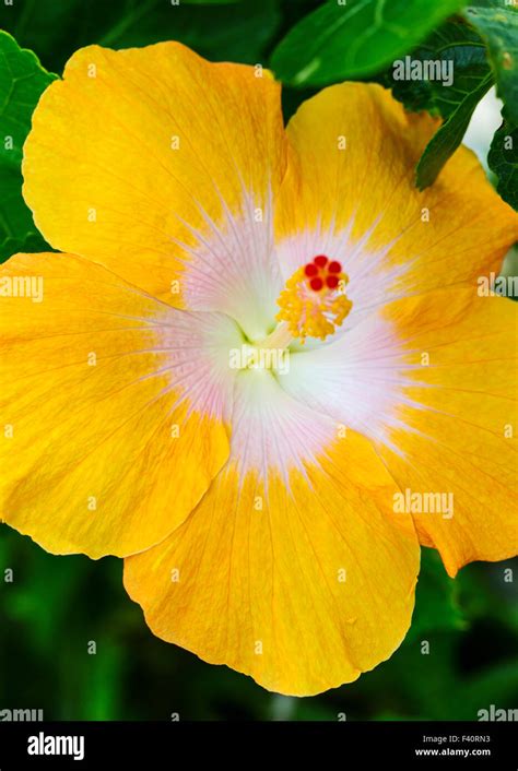 Hawaiian Hibiscus Yellow Hibiscus Hibiscus Brackenridgei State
